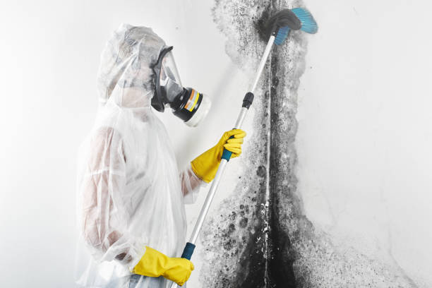 Best Biohazard Mold Removal  in Indio, CA