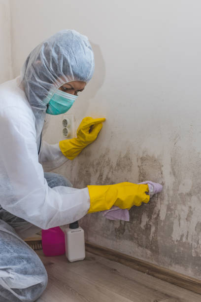 Best Basement Mold Removal  in Indio, CA