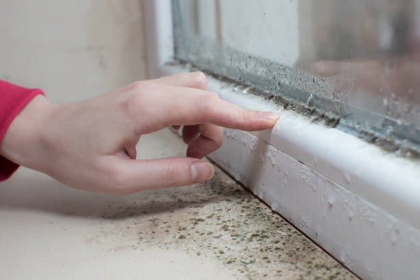 Best Comprehensive Air Testing for Mold Contaminants  in Indio, CA